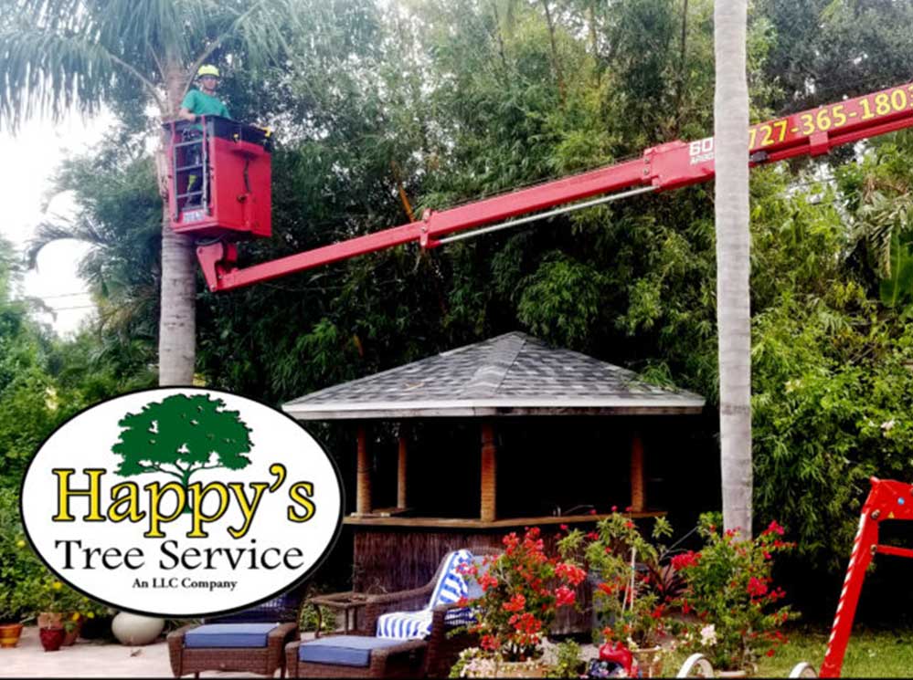 Best Tree Trimming In Clearwater, FL