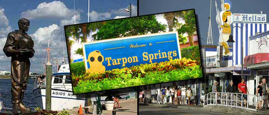 Tree Service Experts In Tarpon Springs FL