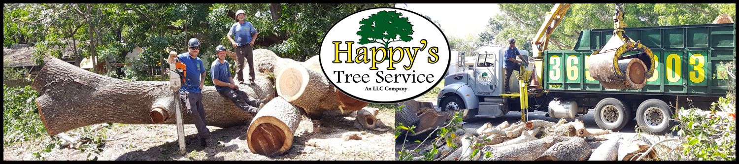 Expert Tree Service In Clearwater Fl